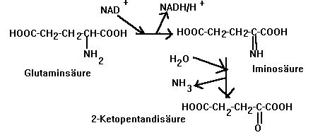 Desaminierung