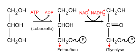 Glycerinabbau