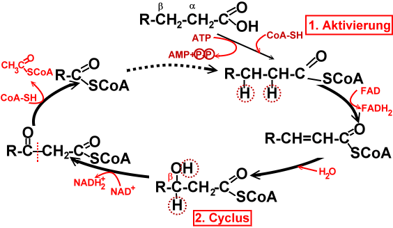 Betaoxidation